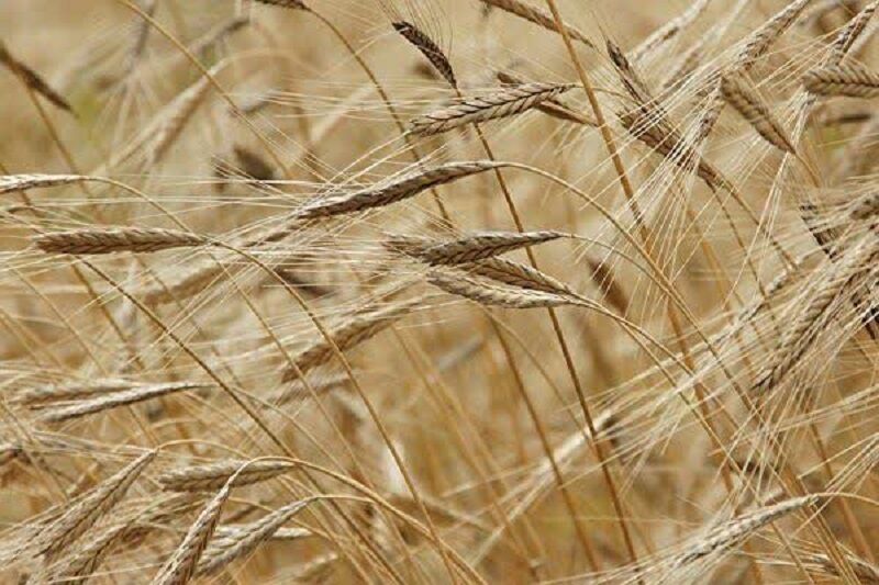 کاهش ۴۰ درصدی واردات جو، درپی افزایش تولید داخلی
